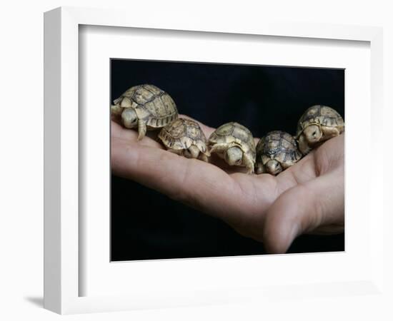 APTOPIX Italy Libya Baby Tortoises-Pier Paolo Cito-Framed Photographic Print