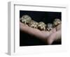 APTOPIX Italy Libya Baby Tortoises-Pier Paolo Cito-Framed Photographic Print