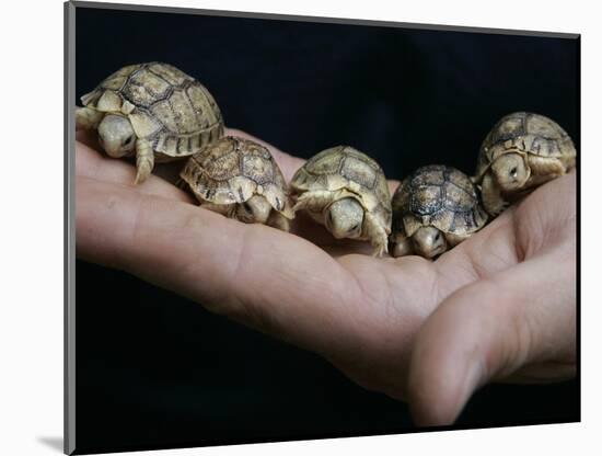 APTOPIX Italy Libya Baby Tortoises-Pier Paolo Cito-Mounted Photographic Print