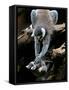APTOPIX Japan Animal Lemur-Itsuo Inouye-Framed Stretched Canvas