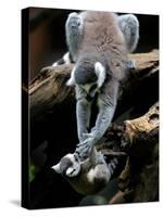 APTOPIX Japan Animal Lemur-Itsuo Inouye-Stretched Canvas