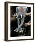 APTOPIX Japan Animal Lemur-Itsuo Inouye-Framed Photographic Print