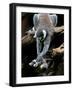 APTOPIX Japan Animal Lemur-Itsuo Inouye-Framed Photographic Print