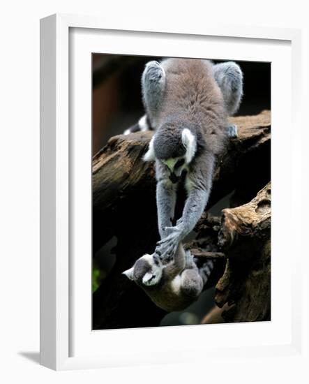 APTOPIX Japan Animal Lemur-Itsuo Inouye-Framed Photographic Print