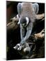APTOPIX Japan Animal Lemur-Itsuo Inouye-Mounted Photographic Print