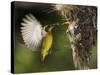 APTOPIX Malaysia Sunbird-Vincent Thian-Stretched Canvas