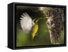 APTOPIX Malaysia Sunbird-Vincent Thian-Framed Stretched Canvas