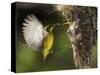 APTOPIX Malaysia Sunbird-Vincent Thian-Stretched Canvas