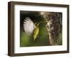 APTOPIX Malaysia Sunbird-Vincent Thian-Framed Photographic Print