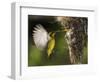 APTOPIX Malaysia Sunbird-Vincent Thian-Framed Photographic Print
