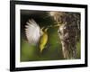 APTOPIX Malaysia Sunbird-Vincent Thian-Framed Photographic Print