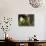 APTOPIX Malaysia Sunbird-Vincent Thian-Photographic Print displayed on a wall