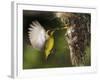 APTOPIX Malaysia Sunbird-Vincent Thian-Framed Photographic Print