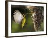 APTOPIX Malaysia Sunbird-Vincent Thian-Framed Photographic Print