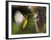 APTOPIX Malaysia Sunbird-Vincent Thian-Framed Photographic Print