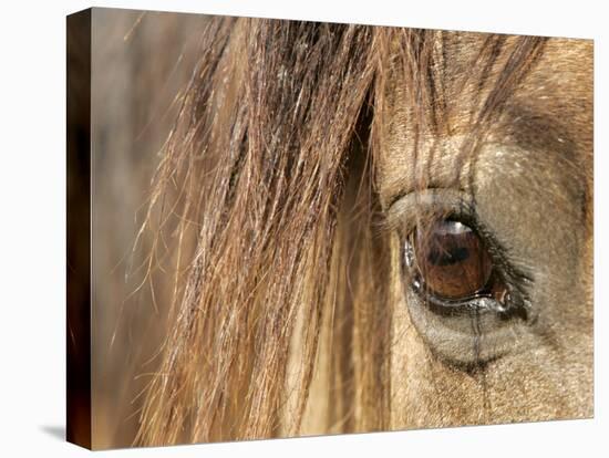 APTOPIX Mustangs Savior-Ann Heisenfelt-Stretched Canvas