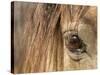 APTOPIX Mustangs Savior-Ann Heisenfelt-Stretched Canvas