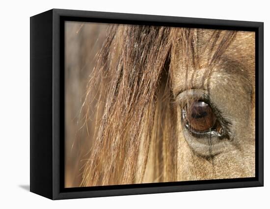 APTOPIX Mustangs Savior-Ann Heisenfelt-Framed Stretched Canvas