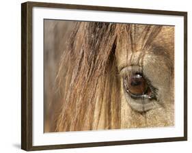APTOPIX Mustangs Savior-Ann Heisenfelt-Framed Photographic Print