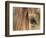 APTOPIX Mustangs Savior-Ann Heisenfelt-Framed Photographic Print