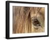 APTOPIX Mustangs Savior-Ann Heisenfelt-Framed Photographic Print