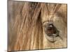 APTOPIX Mustangs Savior-Ann Heisenfelt-Mounted Photographic Print