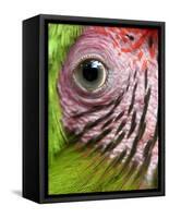 APTOPIX Nicaragua Animal Rescue-Esteban Felix-Framed Stretched Canvas