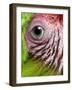 APTOPIX Nicaragua Animal Rescue-Esteban Felix-Framed Photographic Print