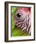 APTOPIX Nicaragua Animal Rescue-Esteban Felix-Framed Photographic Print