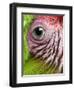 APTOPIX Nicaragua Animal Rescue-Esteban Felix-Framed Photographic Print