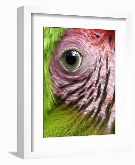 APTOPIX Nicaragua Animal Rescue-Esteban Felix-Framed Photographic Print