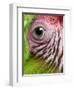 APTOPIX Nicaragua Animal Rescue-Esteban Felix-Framed Photographic Print