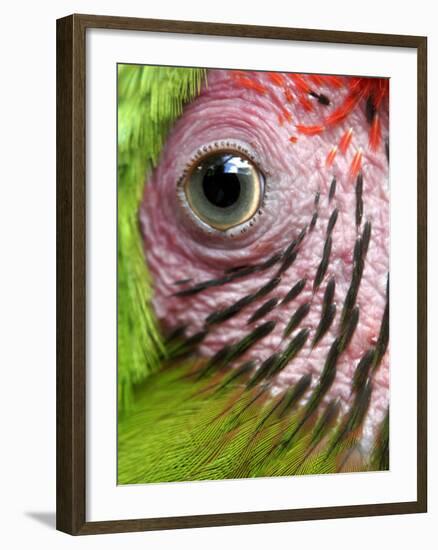 APTOPIX Nicaragua Animal Rescue-Esteban Felix-Framed Photographic Print