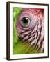 APTOPIX Nicaragua Animal Rescue-Esteban Felix-Framed Photographic Print