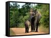 APTOPIX Sri Lanka Elephants-Eranga Jayawardena-Framed Stretched Canvas