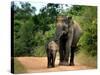 APTOPIX Sri Lanka Elephants-Eranga Jayawardena-Stretched Canvas