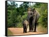 APTOPIX Sri Lanka Elephants-Eranga Jayawardena-Framed Stretched Canvas