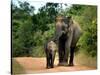 APTOPIX Sri Lanka Elephants-Eranga Jayawardena-Stretched Canvas