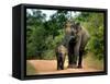 APTOPIX Sri Lanka Elephants-Eranga Jayawardena-Framed Stretched Canvas