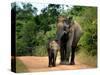 APTOPIX Sri Lanka Elephants-Eranga Jayawardena-Stretched Canvas