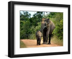 APTOPIX Sri Lanka Elephants-Eranga Jayawardena-Framed Photographic Print