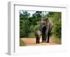 APTOPIX Sri Lanka Elephants-Eranga Jayawardena-Framed Photographic Print