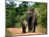 APTOPIX Sri Lanka Elephants-Eranga Jayawardena-Mounted Photographic Print