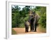 APTOPIX Sri Lanka Elephants-Eranga Jayawardena-Framed Photographic Print