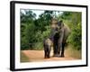 APTOPIX Sri Lanka Elephants-Eranga Jayawardena-Framed Photographic Print
