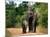 APTOPIX Sri Lanka Elephants-Eranga Jayawardena-Mounted Photographic Print