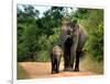 APTOPIX Sri Lanka Elephants-Eranga Jayawardena-Framed Photographic Print