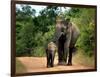 APTOPIX Sri Lanka Elephants-Eranga Jayawardena-Framed Photographic Print