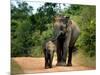 APTOPIX Sri Lanka Elephants-Eranga Jayawardena-Mounted Photographic Print