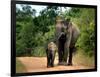 APTOPIX Sri Lanka Elephants-Eranga Jayawardena-Framed Photographic Print